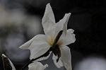 Dcim5894/DSC_8966