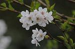 Dcim5894/DSC_8974