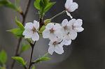Dcim5894/DSC_8975