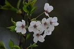 Dcim5894/DSC_8981