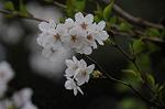 Dcim5894/DSC_8982