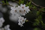 Dcim5894/DSC_8983