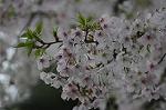 Dcim5894/DSC_8986