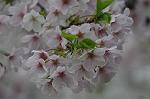 Dcim5894/DSC_8989