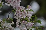 Dcim5894/DSC_8992
