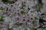 Dcim5894/DSC_8996