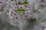 Dcim5894/DSC_8997