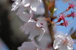 Dcim5899/DSC_3493