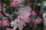 Dcim5899/DSC_3526