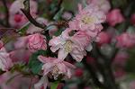 Dcim5899/DSC_3527
