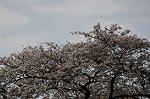 Dcim5900/DSC_9555