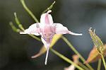 Dcim5904/DSC_3856