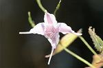 Dcim5904/DSC_3858