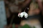 Dcim5904/DSC_3902