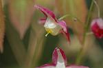 Dcim5904/DSC_3918