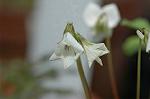 Dcim5905/DSC_3924