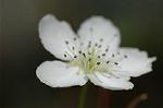 Dcim5906/DSC_4036