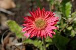 Dcim5906/DSC_4057