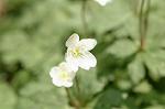 Dcim5906/DSC_4072