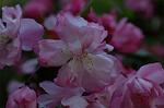 Dcim5907/DSC_4146