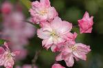 Dcim5907/DSC_4148