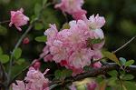 Dcim5907/DSC_4155