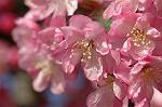 Dcim5907/DSC_4172