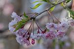Dcim5907/DSC_4185