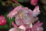 Dcim5907/DSC_4209
