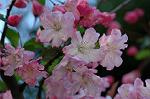 Dcim5907/DSC_4213