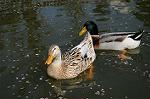 Dcim5909/DSC_9652