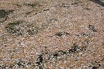 Dcim5909/DSC_9667