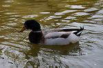 Dcim5909/DSC_9677