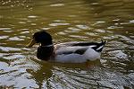 Dcim5909/DSC_9678