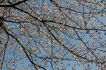 Dcim5909/DSC_9729