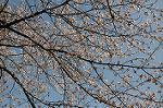 Dcim5909/DSC_9730