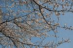 Dcim5909/DSC_9732
