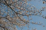 Dcim5909/DSC_9733