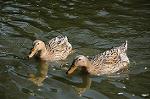 Dcim5909/DSC_9741