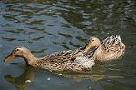 Dcim5909/DSC_9743