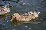 Dcim5909/DSC_9745