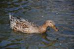 Dcim5910/DSC_9760
