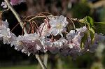 Dcim5911/DSC_9880