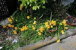 Dcim5934/DSC_1194