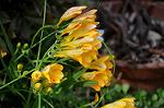 Dcim5934/DSC_1196