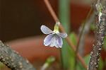 Dcim5939/DSC_5442