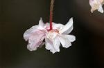 Dcim5939/DSC_5445