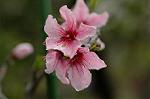 Dcim5939/DSC_5505