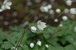 Dcim5940/DSC_5551