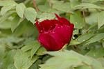 Dcim5940/DSC_5571